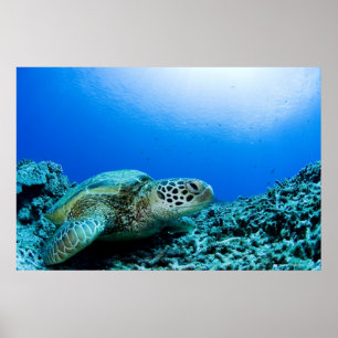 Affiche Tortue de mer reposant sous l'eau 2