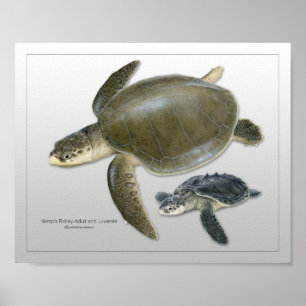 Affiche Tortue de mer Ridley de Kemp Imprimer Adulte et Ju