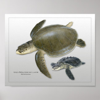 Affiche Tortue de mer Ridley de Kemp Imprimer Adulte et Ju