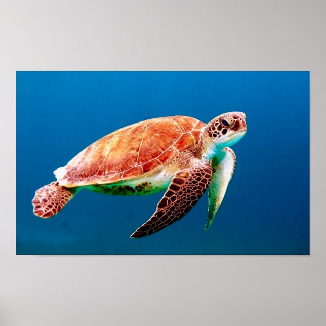 Affiche Tortue de mer verte (Devant)