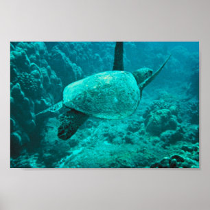 Affiche Tortue de mer verte