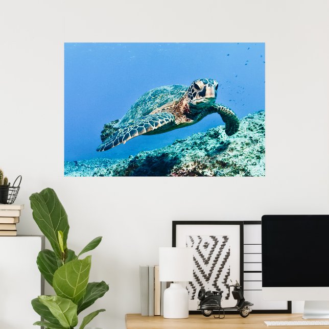 Affiche Tortue de mer verte (Bureau à domicile)