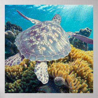 Affiche Tortue de mer verte