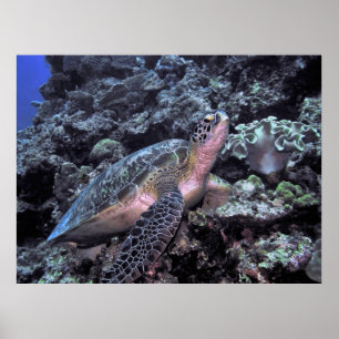 Affiche Tortue de mer verte - Moalbol