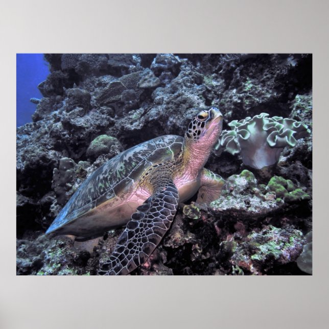 Affiche Tortue de mer verte - Moalbol (Devant)