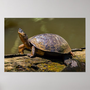 Affiche Tortue de rivière à Tortuguero - Costa Rica