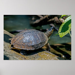 Affiche Tortue de rivière à Tortuguero - Costa Rica