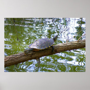 Affiche Tortue des arbres