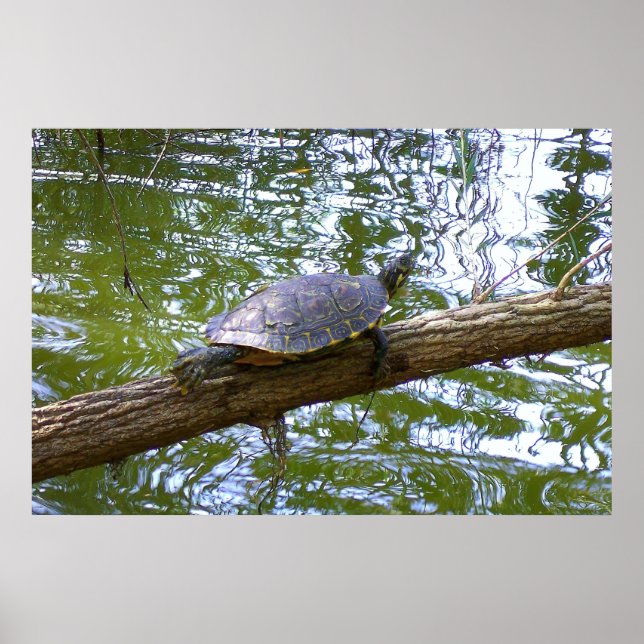 Affiche Tortue des arbres (Devant)