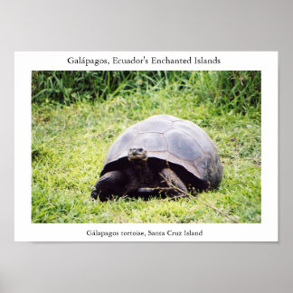 Affiche Tortue des Galápagos, grande comme il veut