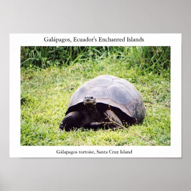 Affiche Tortue des Galápagos, grande comme il veut (Devant)