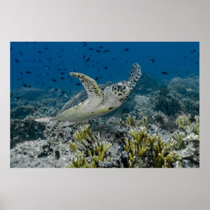 Affiche Tortue imbriquée nageant
