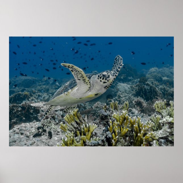 Affiche Tortue imbriquée nageant (Devant)