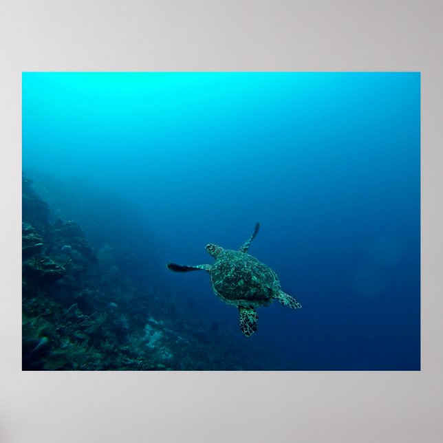 AFFICHE TORTUE MARINE DANS L'EAU (Devant)