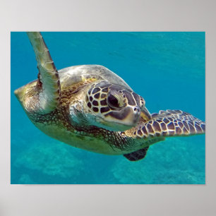 Affiche Tortue marine des îles Hawaii