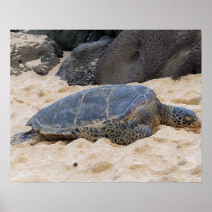 Affiche Tortue marine hawaïenne