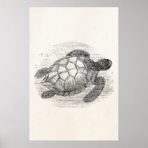 Affiche Tortue marine vintage Tortue marine personnalisée