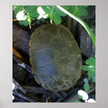 Tortue parmi la verdure