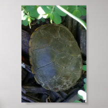 Tortue parmi la verdure