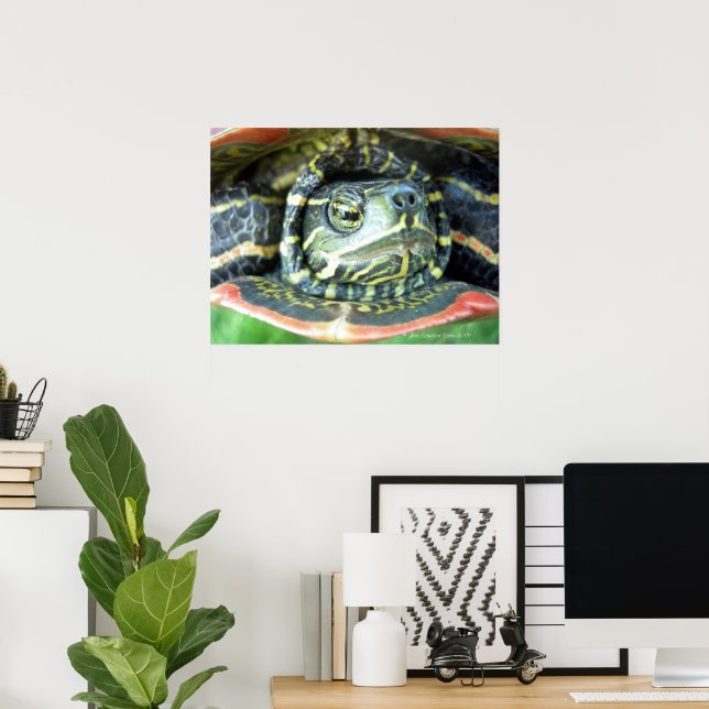 Affiche Tortue peinte (Chrysemys picta) 2 (Bureau à domicile)