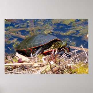 Affiche Tortue peinte (Chrysemys picta) 3