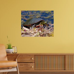 Affiche Tortue peinte (Chrysemys picta) 3
