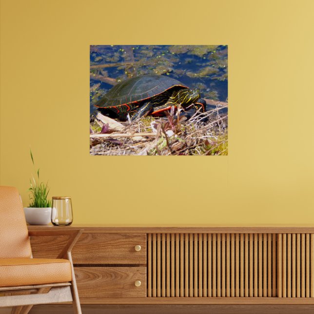Affiche Tortue peinte (Chrysemys picta) 3 (Salon 2)