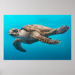 Affiche Tortue photo Océan Bleu