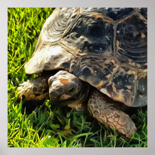 Affiche Tortue Sauvage Dans L'Herbe Pré Art De La Faune
