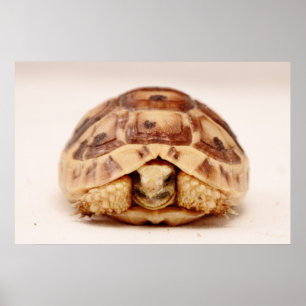 Affiche Tortue se cachant en coque