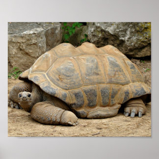 Affiche Tortue souriante