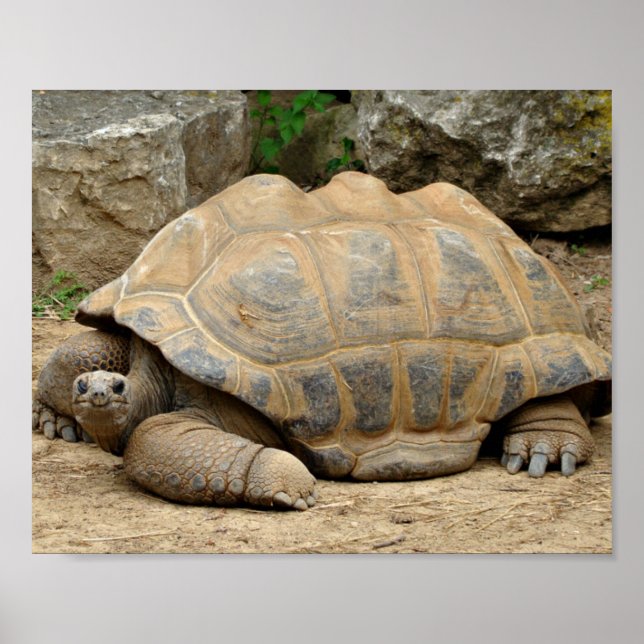 Affiche Tortue souriante (Devant)