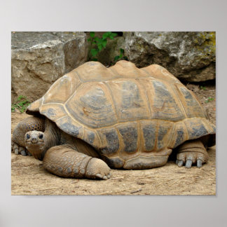 Affiche Tortue souriante 