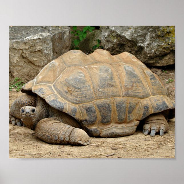 Affiche Tortue souriante  (Devant)