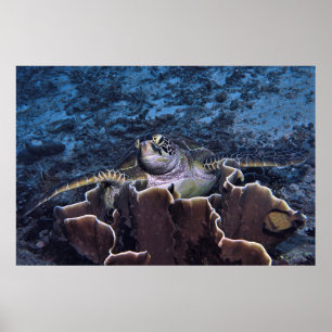 Affiche Tortue sur le corail