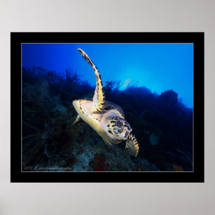 Affiche Tortue Swooping