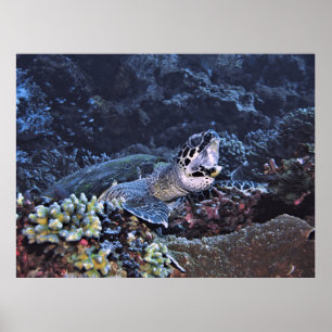 Affiche Tortue tortue