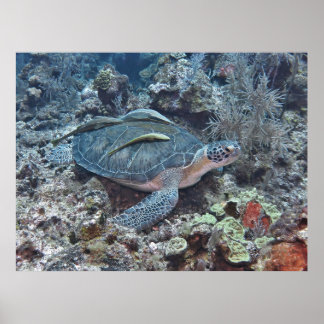 Affiche Tortue verte avec auto-stoppeurs
