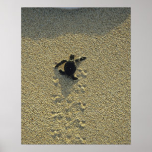 Affiche Tortue verte, (Chelonia mydas), nouveau-né