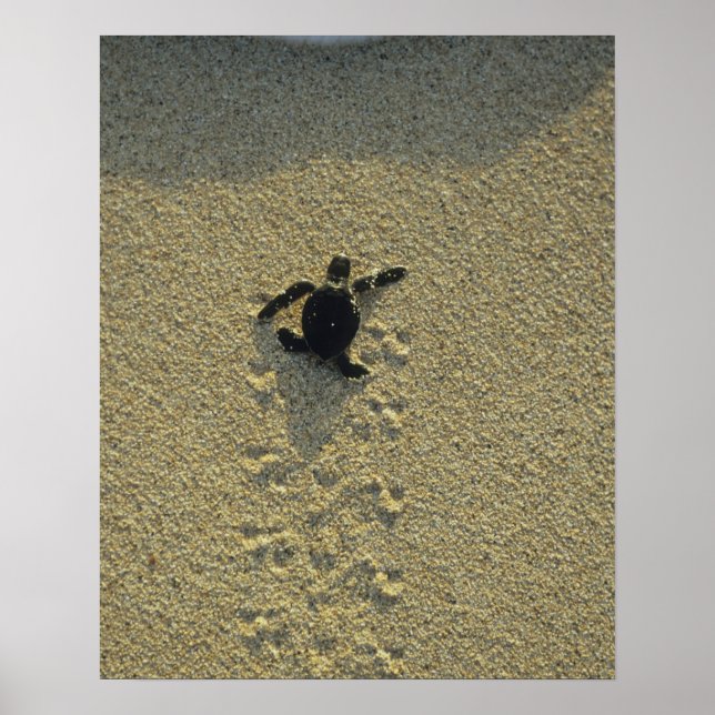 Affiche Tortue verte, (Chelonia mydas), nouveau-né (Devant)