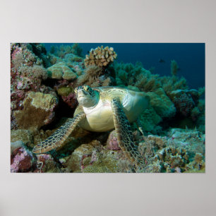 Affiche Tortue verte de mer après s'être reposée parmi le