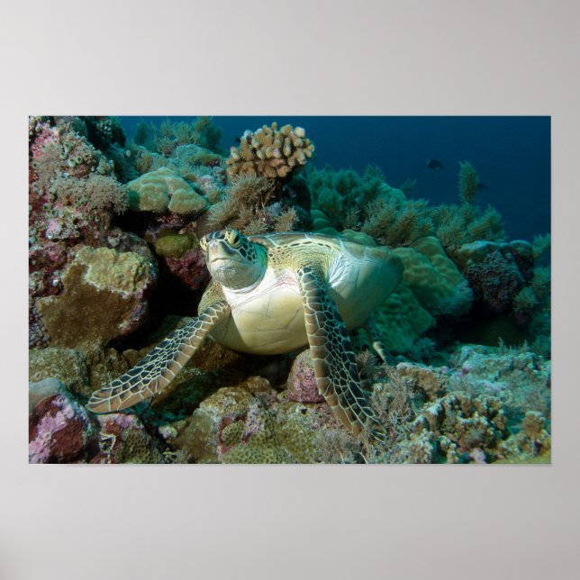 Affiche Tortue verte de mer après s'être reposée parmi le  (Devant)