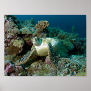 Affiche Tortue verte de mer après s'être reposée parmi le