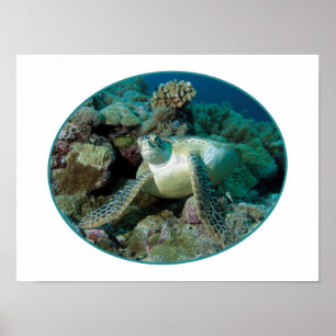 Affiche Tortue verte de mer sur coraux - Conception photog