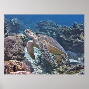 Affiche Tortue verte Gili