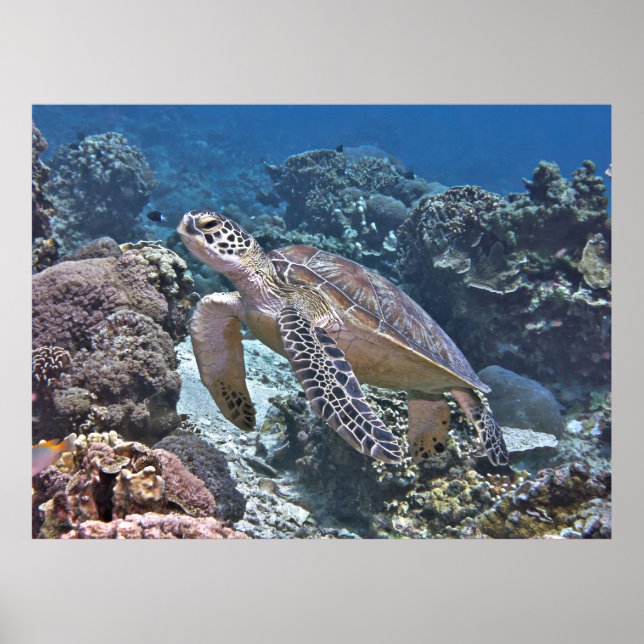 Affiche Tortue verte Gili (Devant)