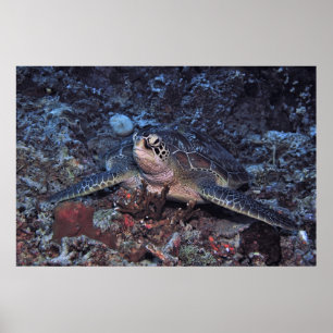 Affiche Tortue verte Gili