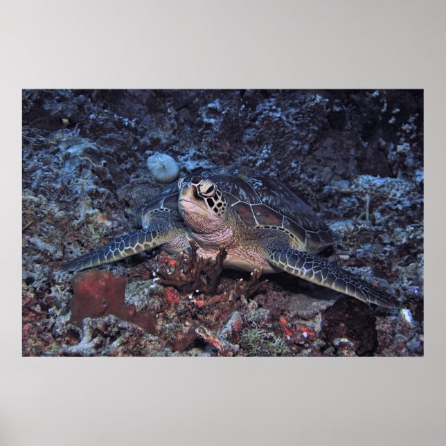Affiche Tortue verte Gili (Devant)