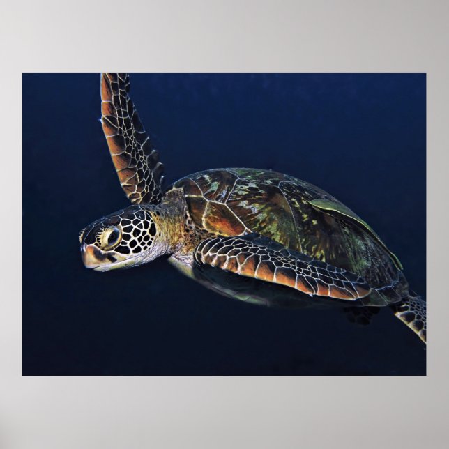 Affiche Tortue verte juvénile (Devant)