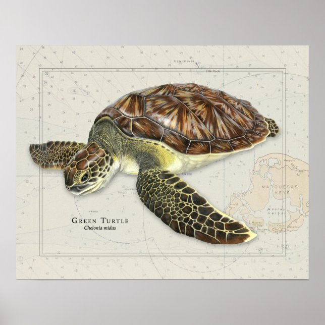 Affiche Tortue verte sur carte marine (Devant)